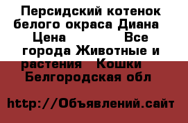 Персидский котенок белого окраса Диана › Цена ­ 40 000 - Все города Животные и растения » Кошки   . Белгородская обл.